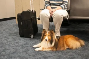 Mujer viajando con su perro en un aeropuerto antes de su vuelo a Alemania.